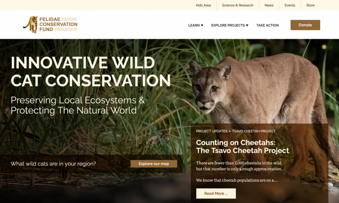 Felidae Conservation Fund by Lucid Fox